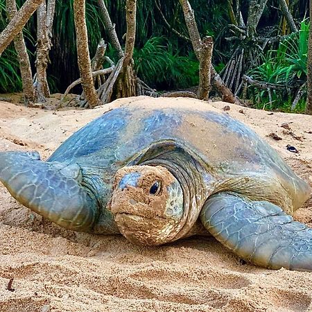 Turtle Paradise 탕갈레 외부 사진