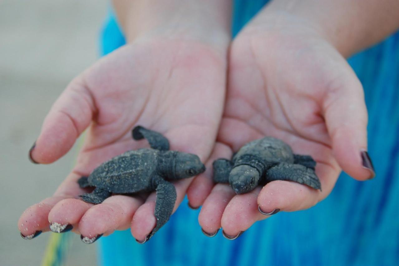 Turtle Paradise 탕갈레 외부 사진